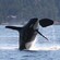 An orca breaches in waters off a heavily forested shoreline